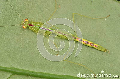 Praying Mantis nymph Stock Photo