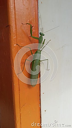 a praying mantis perched on a door jamb Stock Photo