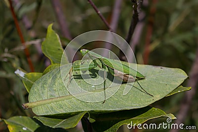 Praying Mantis Stock Photo