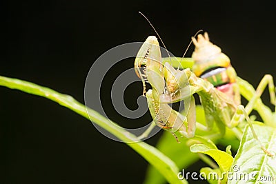 The praying mantis a predatory insect, fearsome with its raptorial fore legs and a proficient hunter / Mantis / Eating their Stock Photo