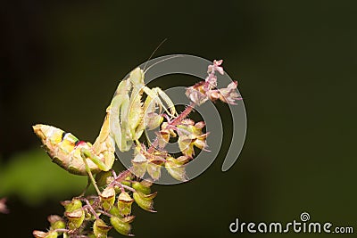 The praying mantis a predatory insect, fearsome with its raptorial fore legs and a proficient hunter / Mantis / Eating their Stock Photo