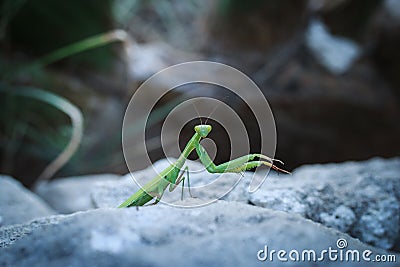 Praying mantis on a stone is watching you. Stock Photo