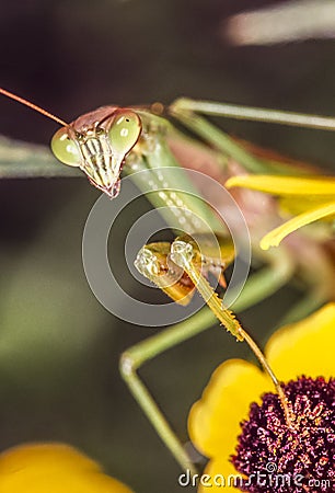 Praying Mantis in summer Stock Photo