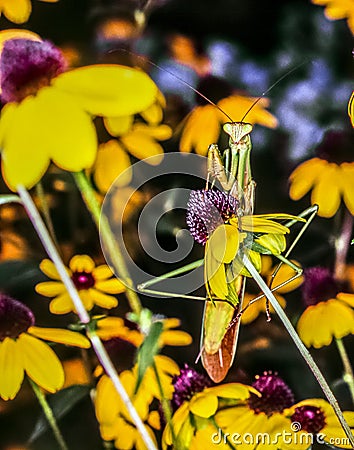 Praying Mantis in summer Stock Photo