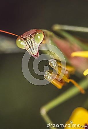 Praying Mantis in summer Stock Photo