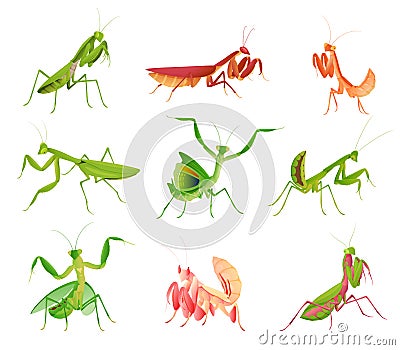 Praying mantis in various poses and colors collection vector flat illustration large predator insect Vector Illustration