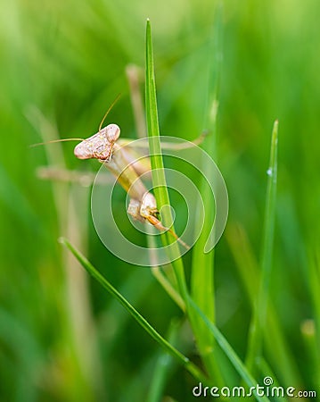 Praying mantis walking in grass Stock Photo