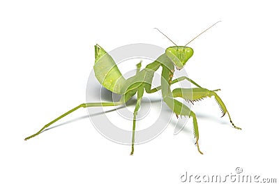 A praying mantis on white background Stock Photo