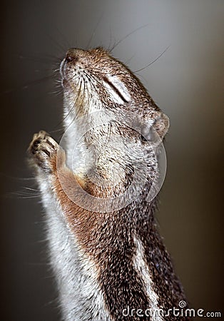 Praying Squirrel Stock Photo