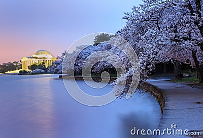 Pre-Dawn Tidal Basin Cherry Blossoms and Monument Stock Photo