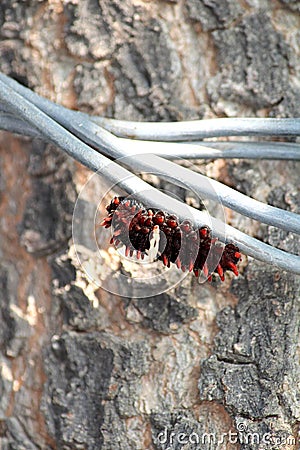 Pre-Pupal Caterpillar, Hungund, Karnataka Stock Photo