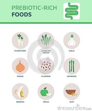 Prebiotic-rich foods that help digestion Vector Illustration