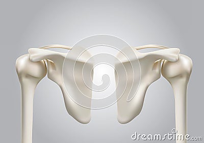 Precise medical 3D images of human shoulder bones Stock Photo