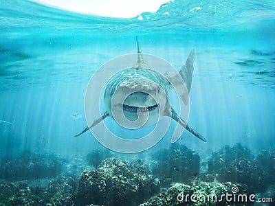 A predator great white shark swimming in the ocean coral reef shallows just below the water line closing in on its victim . Stock Photo