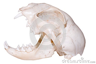 Predator Skull Stock Photo