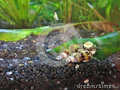 Predator Snails in an Aquarium Stock Photo