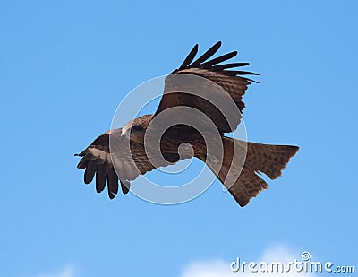 Predatory bird Stock Photo