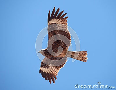 Predatory bird Stock Photo