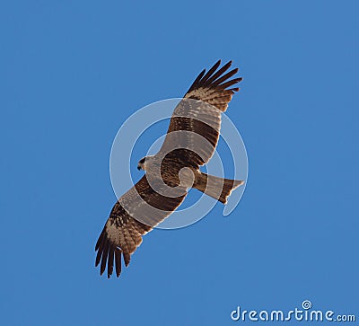 Predatory bird Stock Photo