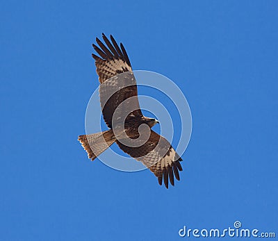 Predatory bird Stock Photo