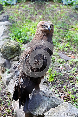 Predatory bird hawk sits on stone Stock Photo