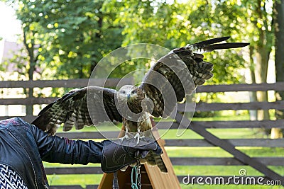 predatory bird spreading wings sitting on the arm of a man, eagle, Falcon Stock Photo