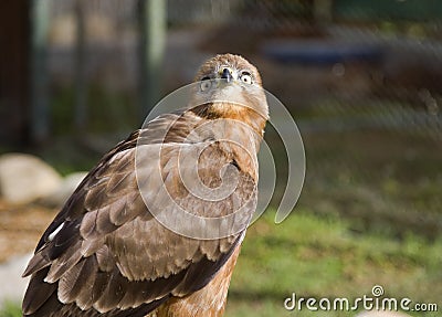 The predatory bird in Table Mountain National Park in Cape Town Stock Photo