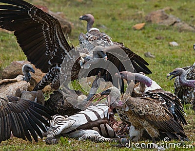 Predatory birds eat the prey in the savannah. Kenya. Tanzania. Cartoon Illustration