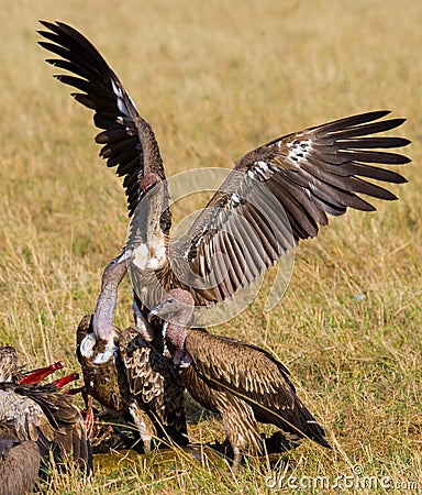 Predatory birds eat the prey in the savannah. Kenya. Tanzania. Cartoon Illustration