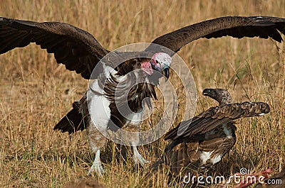 Predatory birds are fighting with each other for the prey. Kenya. Tanzania. Cartoon Illustration