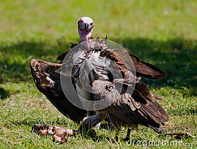 Predatory birds are fighting with each other for the prey. Kenya. Tanzania. Cartoon Illustration