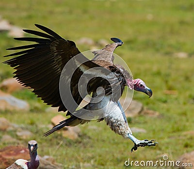 Predatory birds in flight. Kenya. Tanzania. Cartoon Illustration