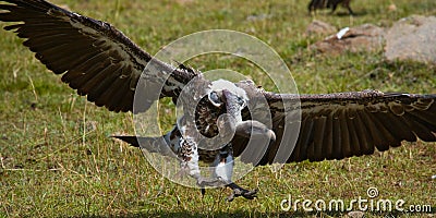 Predatory birds in flight. Kenya. Tanzania. Cartoon Illustration