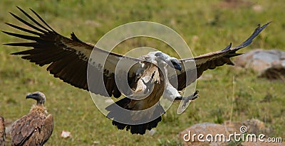 Predatory birds in flight. Kenya. Tanzania. Cartoon Illustration