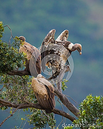 Predatory birds are sitting on a tree. Kenya. Tanzania. Cartoon Illustration