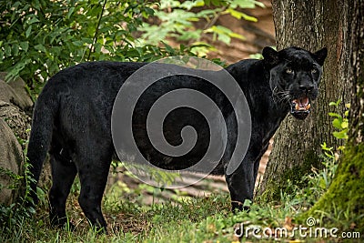 The predatory black panther is angry. Stock Photo