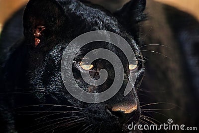 A predatory black panther looks into the distance. Stock Photo