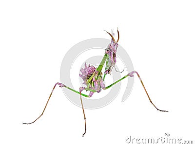 Predatory mantis insect with mimicry coloration Stock Photo