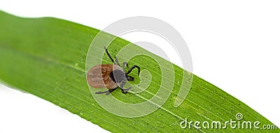 A predatory parasitic tick creeps on a blade of grass. Stock Photo