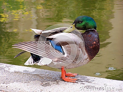 Preening duck Stock Photo