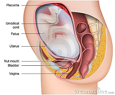 Pregnancy 3d medical vector anatomy illustration isolated on white background with english description Vector Illustration