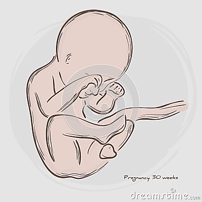 Pregnancy. Fetal growth from fertilization. Vector Illustration