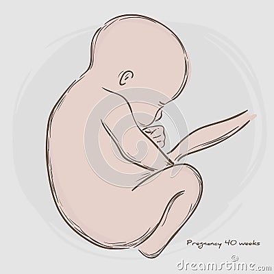 Pregnancy. Fetal growth from fertilization. Vector Illustration