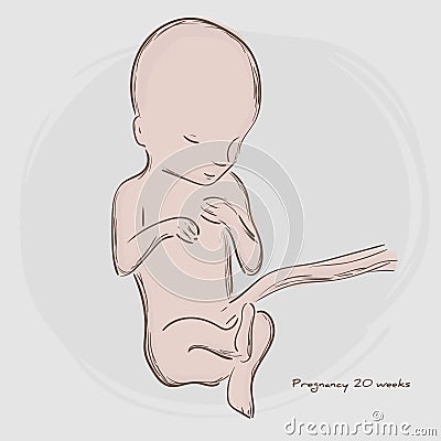 Pregnancy. Fetal growth from fertilization. Vector Illustration