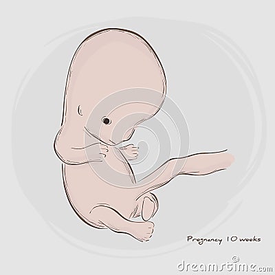 Pregnancy. Fetal growth from fertilization. Vector Illustration