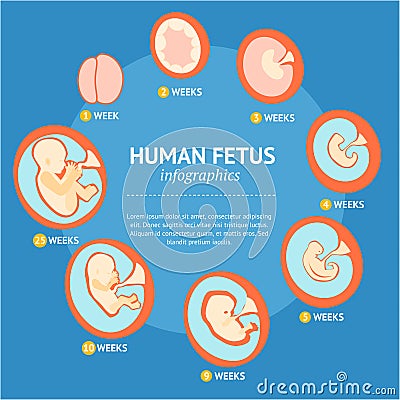 Pregnancy Fetal Growth Stage Development Infographic Menu. Vector Vector Illustration