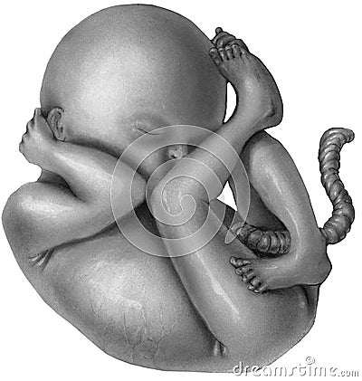 Pregnancy - Fetus Stock Photo