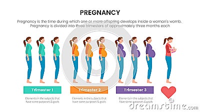 Pregnancy infographic concept for slide presentation with 3 point list data information with trimester process pregnant Stock Photo