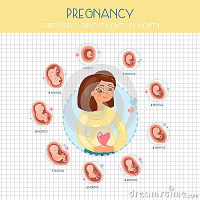 Embrio development month by month Vector Illustration