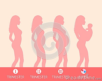 Pregnancy silhouette, stage of pregnancy, trimesters, childbirth. vector illustration Vector Illustration